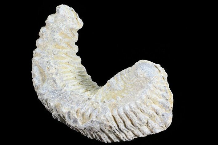 Cretaceous Fossil Oyster (Rastellum) - Madagascar #69641